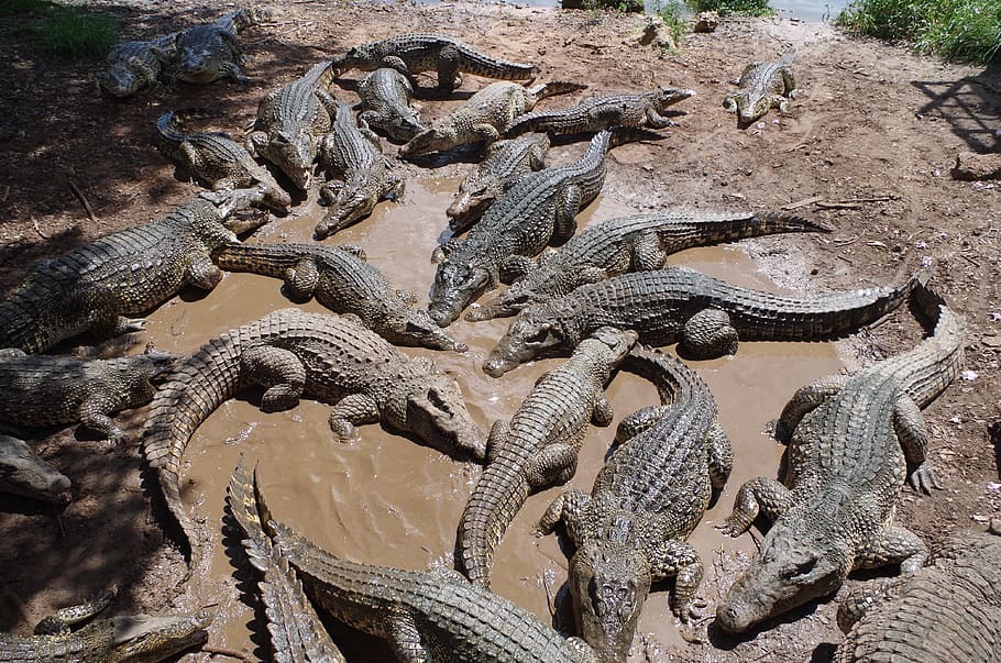 Crocodile farm