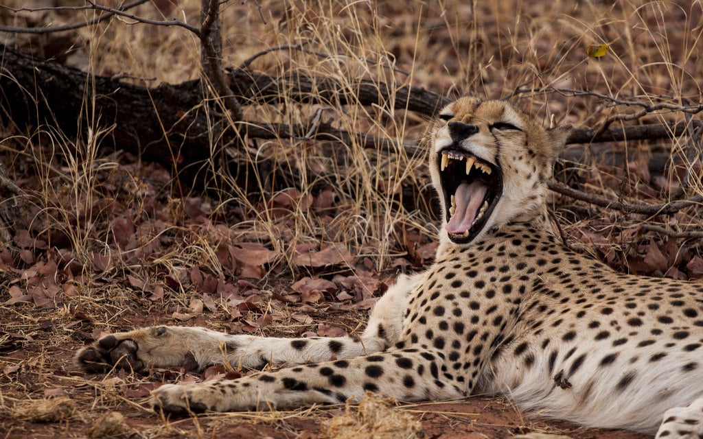 Cheetah in Matusadona