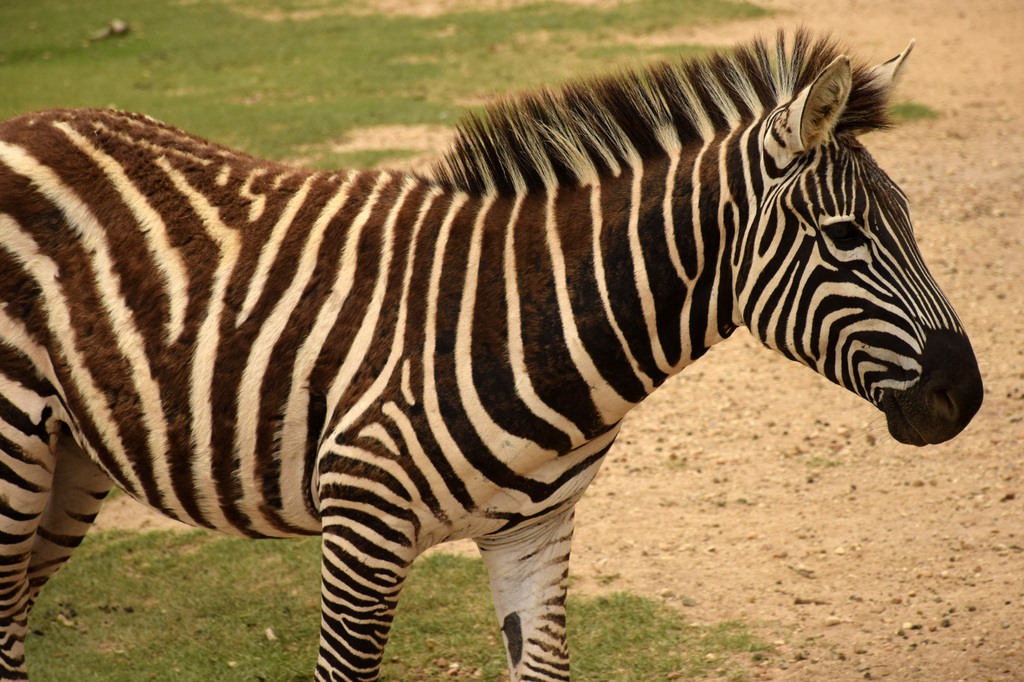 Grant's Zebra