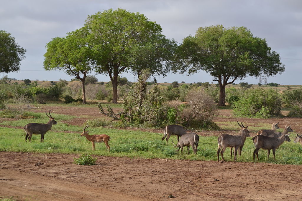 Tsavo East National Park