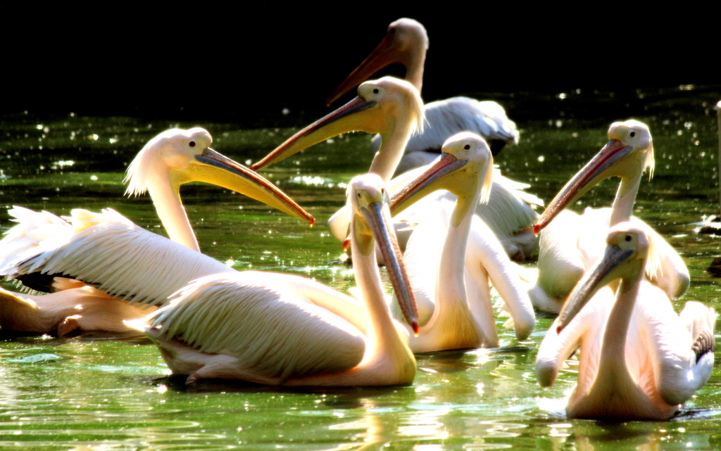 Swansp