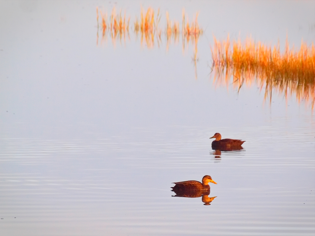 Marsh on lake