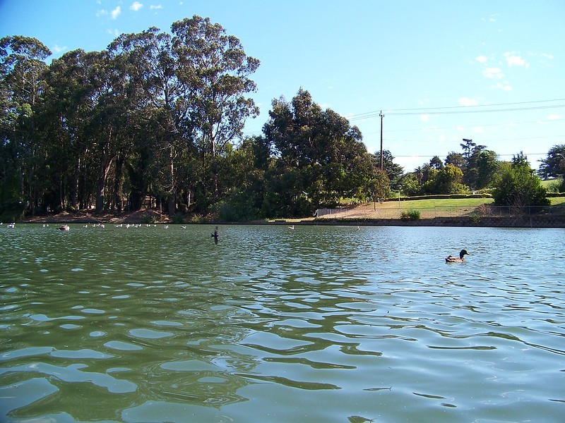 ducks