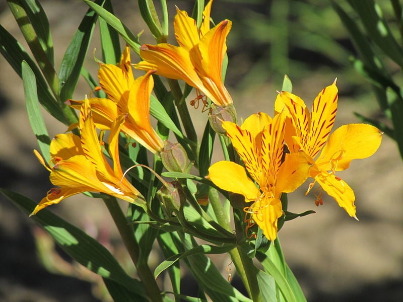 Flores en el Jardín Botánico de Viña del Mar