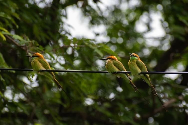 Birdwatching