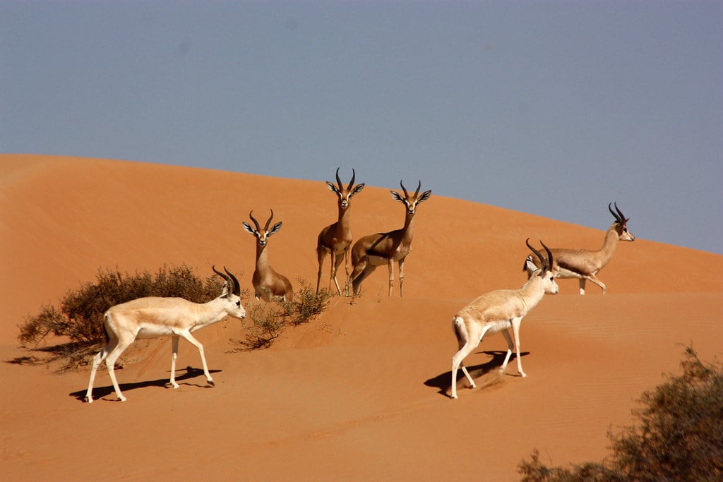 sand and mountain gazelles