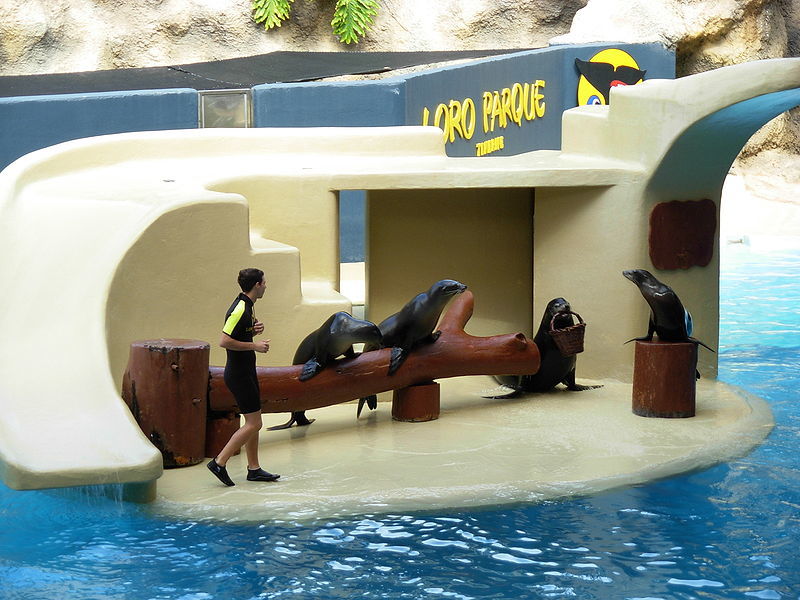 Seals at Loro Parque 06