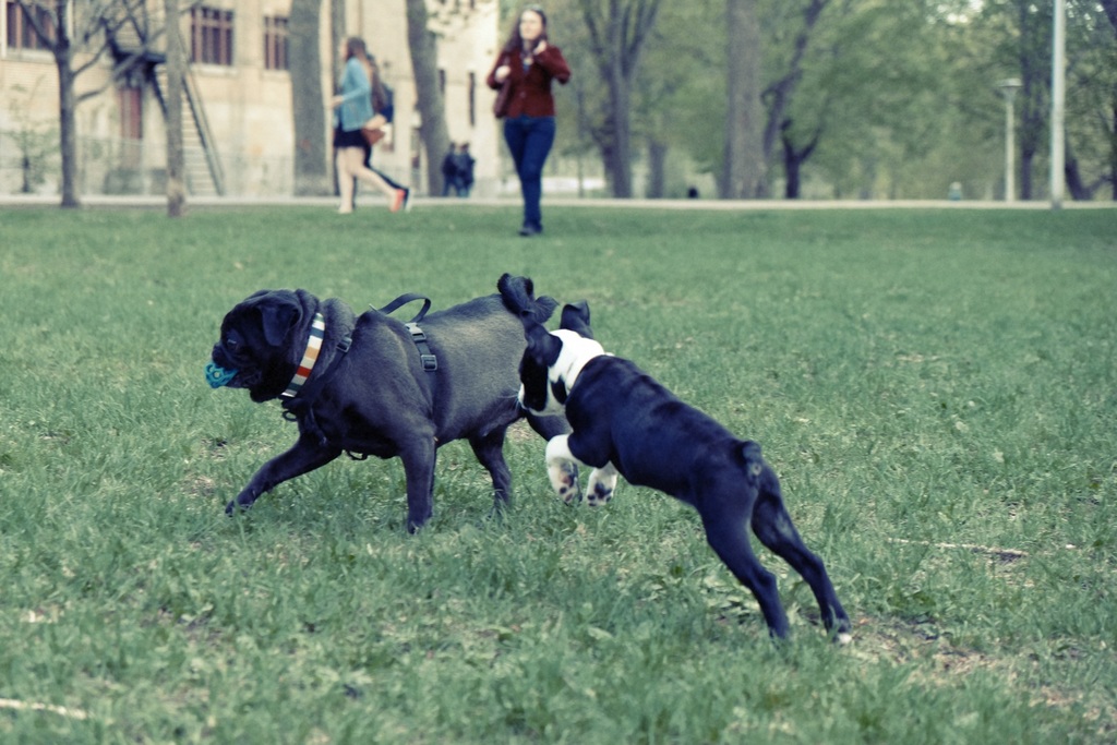 Dog park