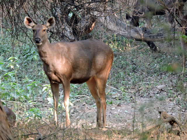 Deers Sukhna Wildlife Sanctuary, Chandigarh 03