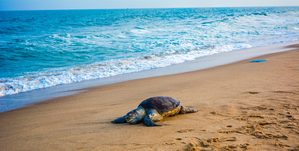 Olive ridley sea turtle (1)