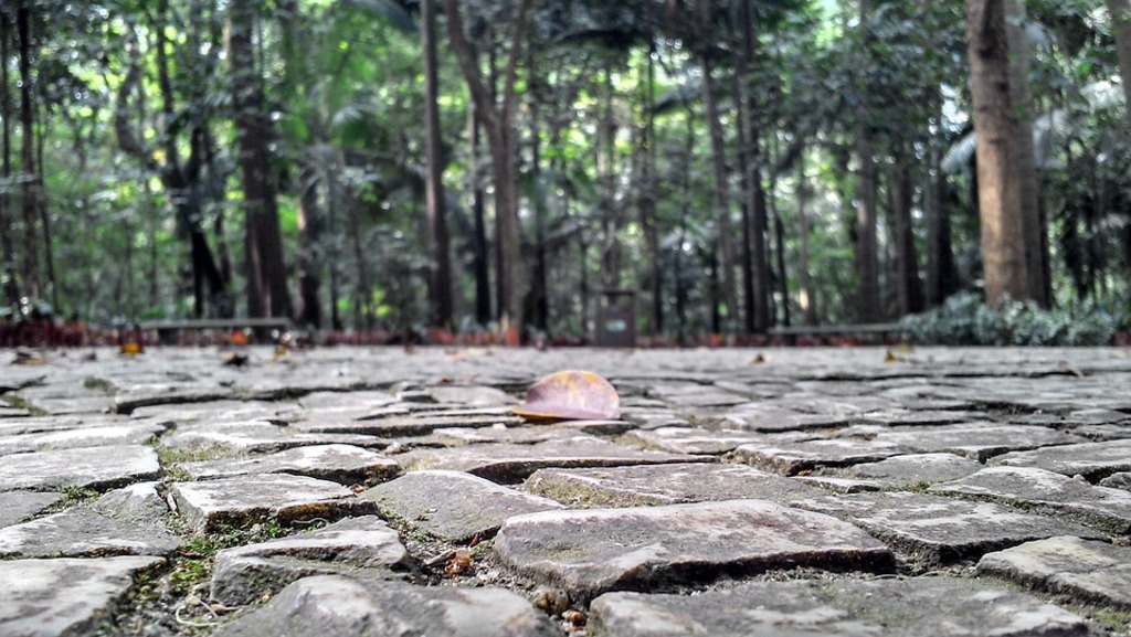 Park grounds where dogs can roam freely