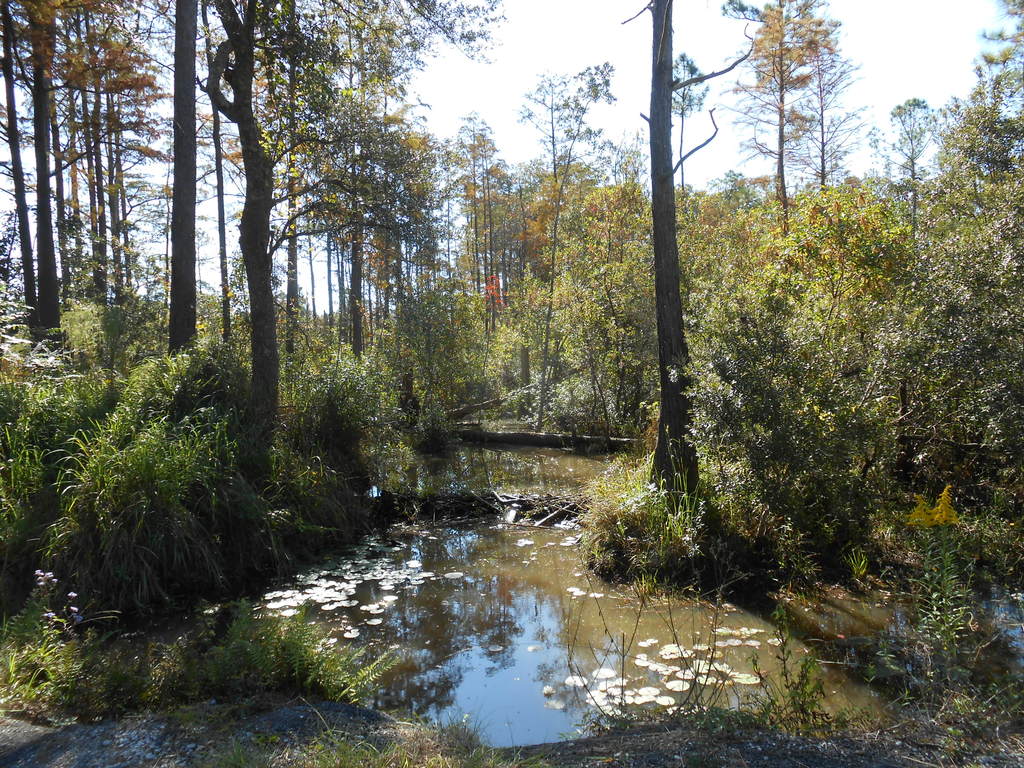 Creek Flowing in Alabama Field
