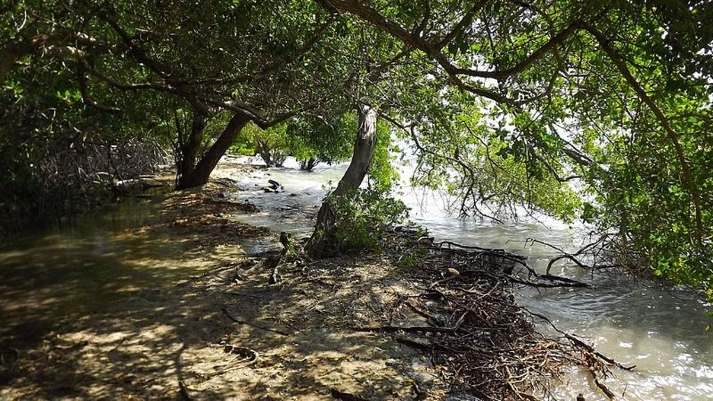 Isla Múcura