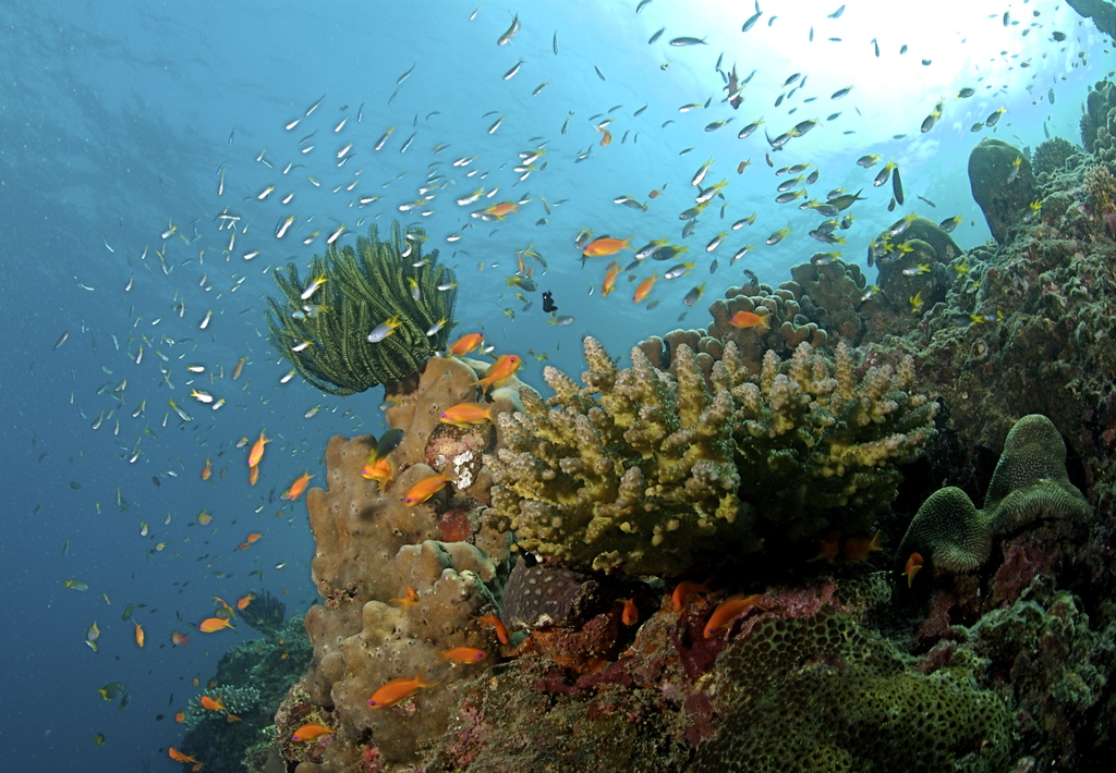 The Coral Reef at the Andaman Islands