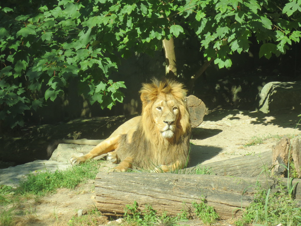 Zoo Mulhouse 023