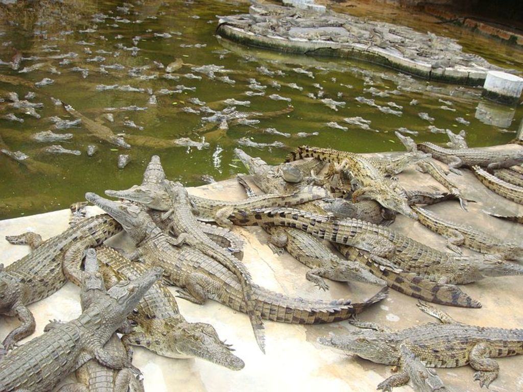 Crocodile farm in Mombasa