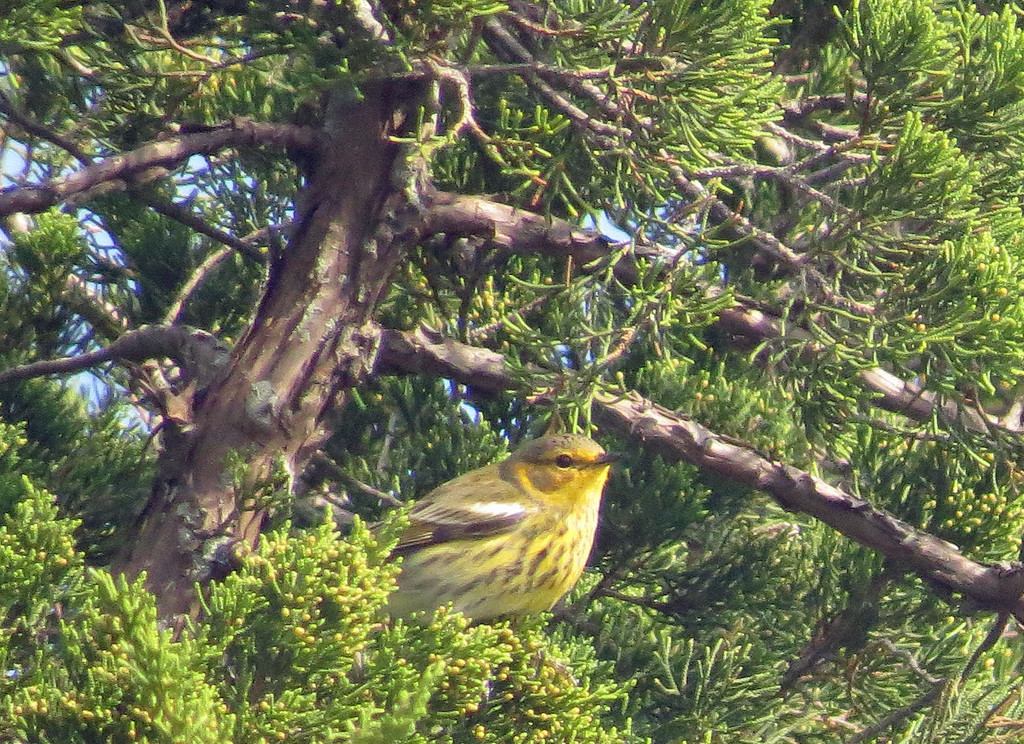 Cape May Warbler
