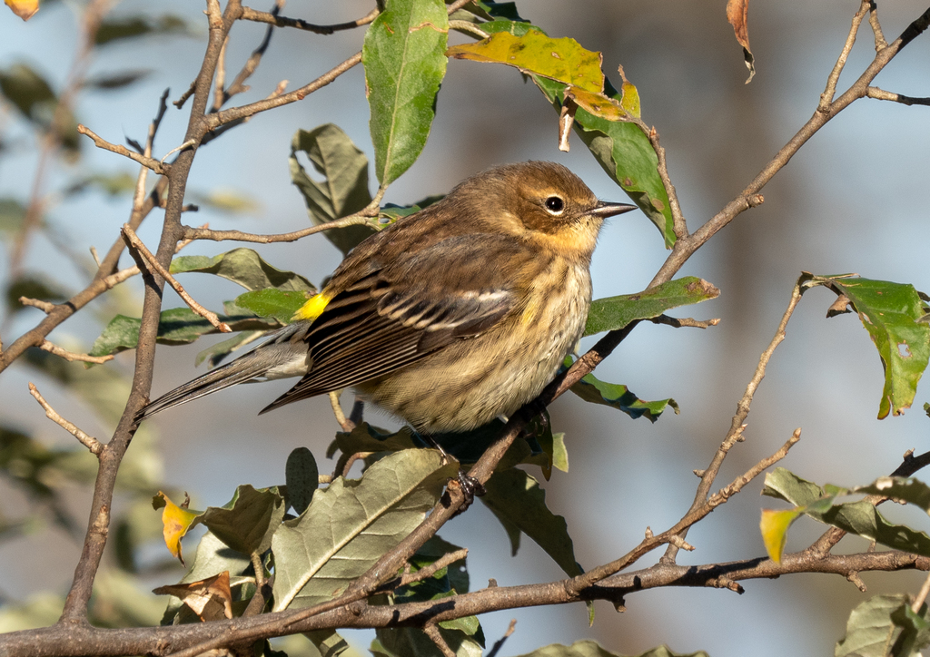 Yellow-rumped warbler at JBWR (11939)