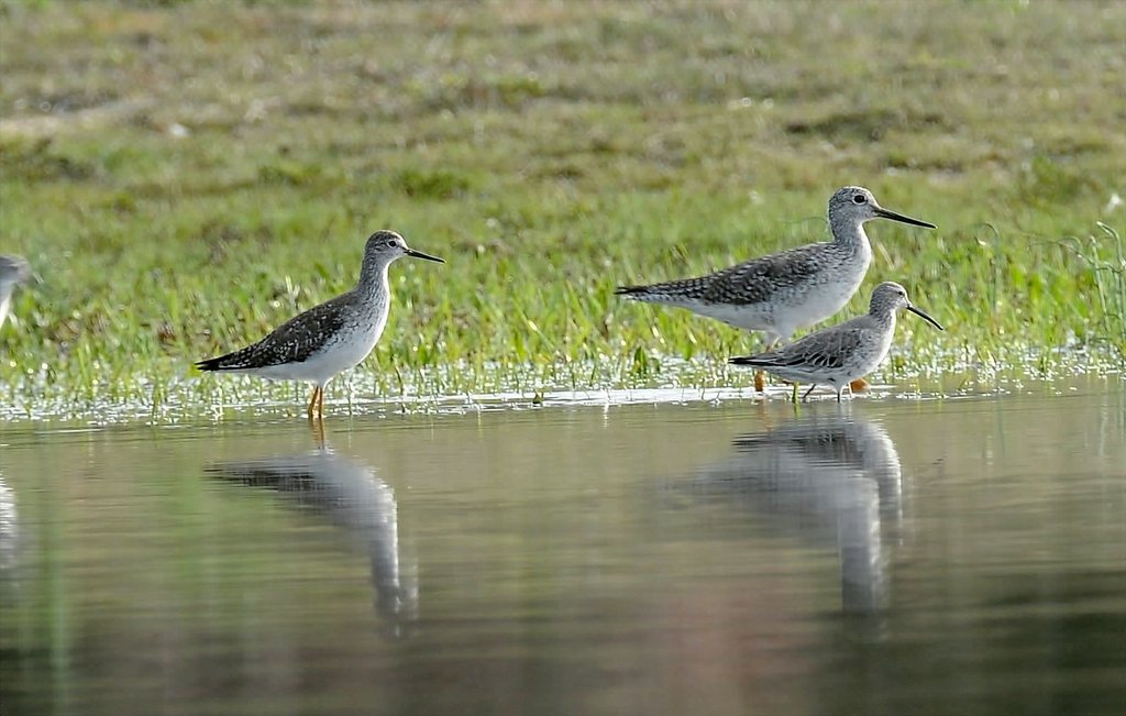 Stilt Sandpiper With A Greater And Lesser Sandpiper. Sandy Hook New Jersey