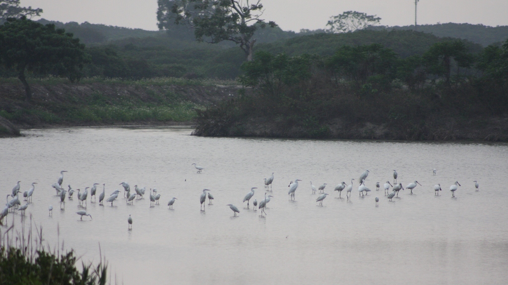 Egrets & Spoonbills At Mai Po (5780799074)