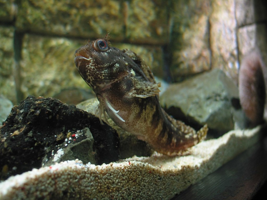 Sea Life Scheveningen (4172574464)