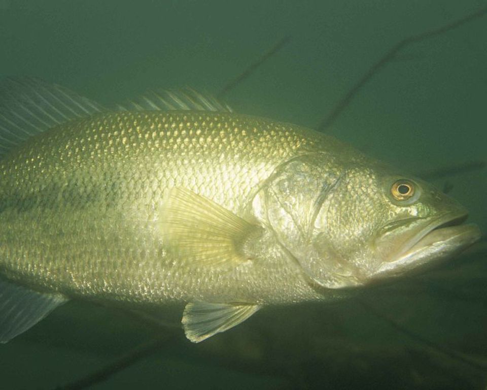 Largemouth bass fish underwater micropterus salmoides