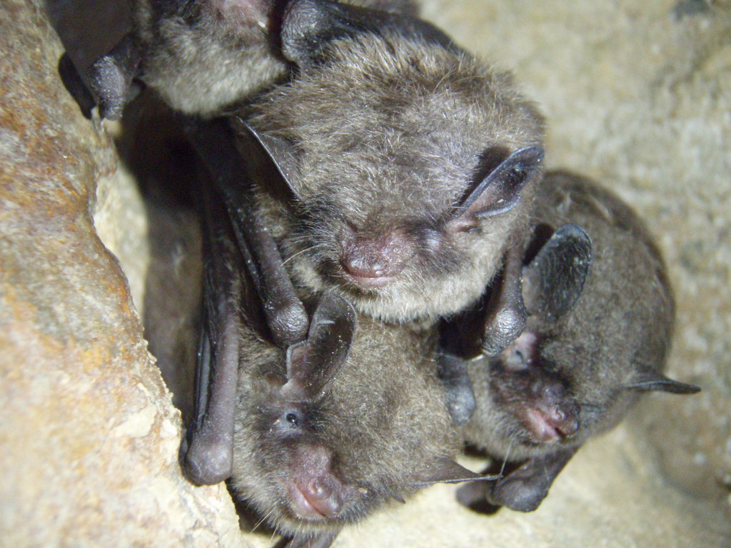 Indiana bats