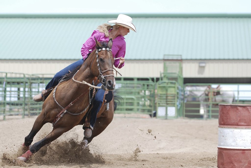 Horse shows