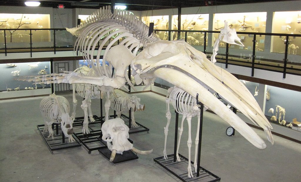Museum of osteology