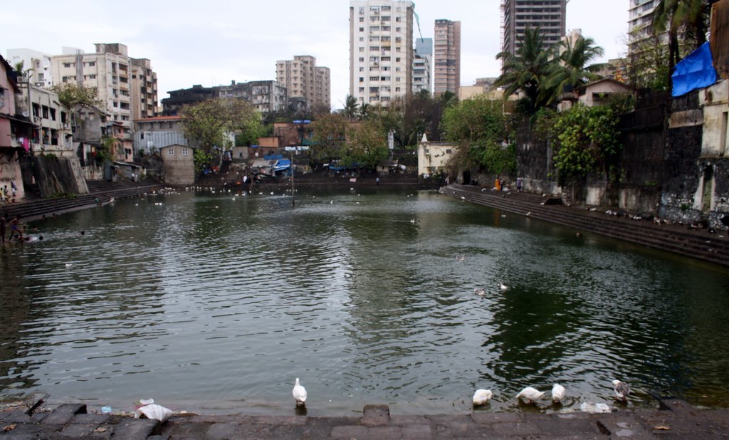 Ducks chilling