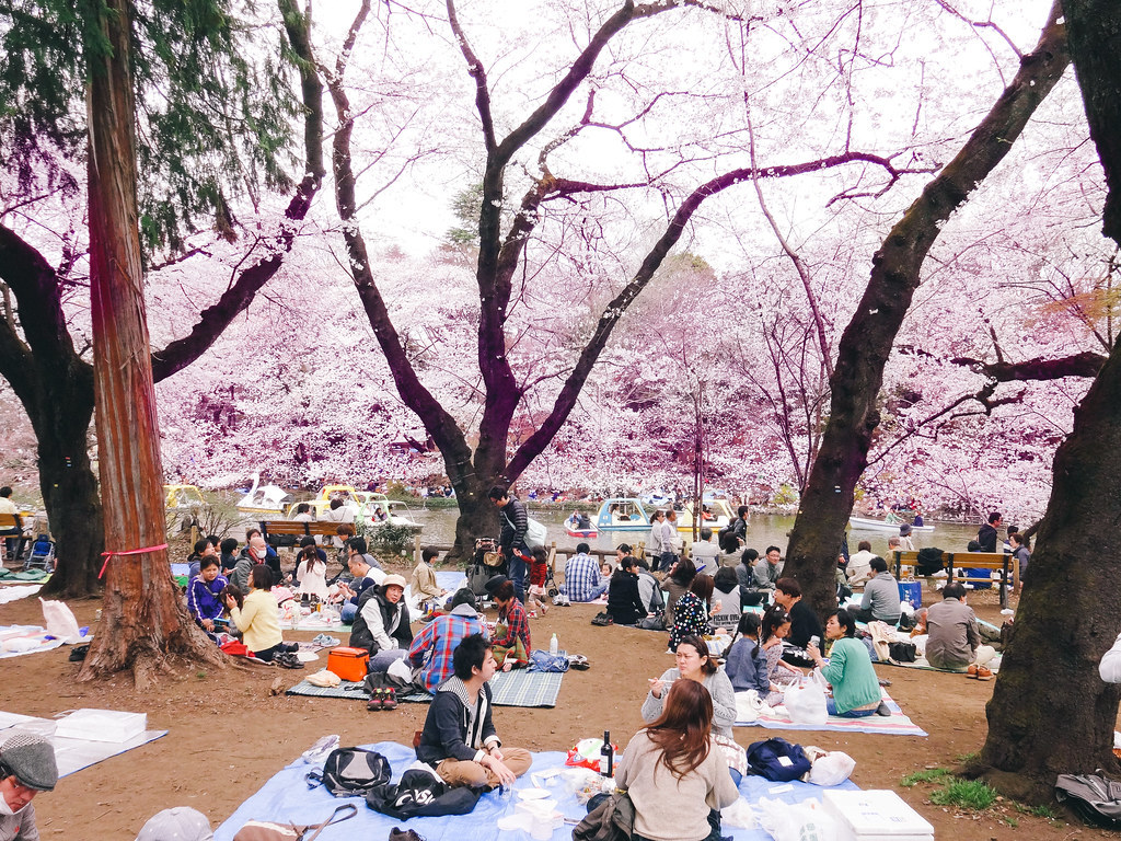 Hanami at Inokashira Park 2013