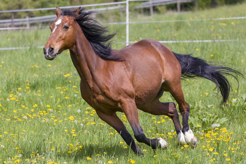 horse