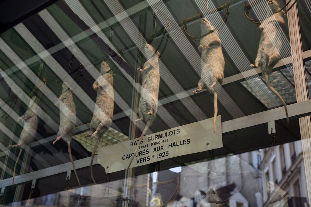 Dead rats on display in the window of Aurouze, an exterminator in Paris