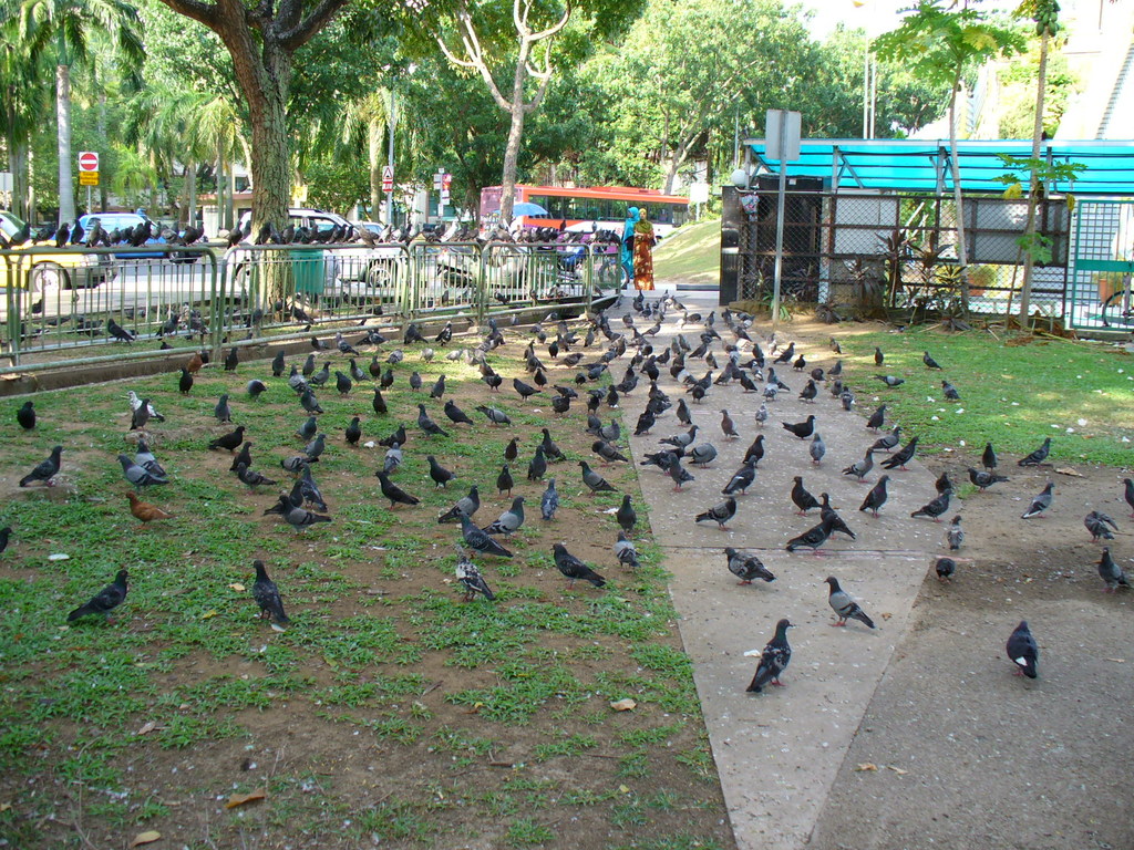 Pigeons in Singapore