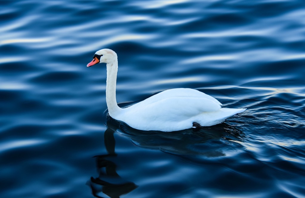 Swan in a park