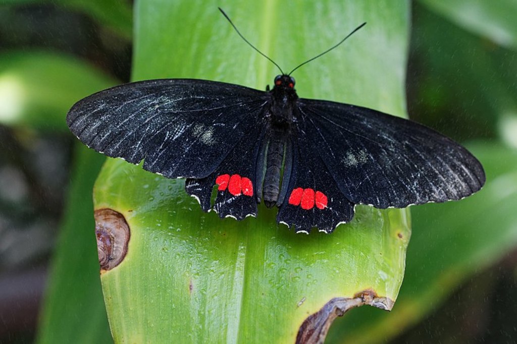 Butterfly Pavilion 