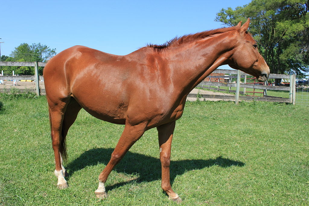 Horse