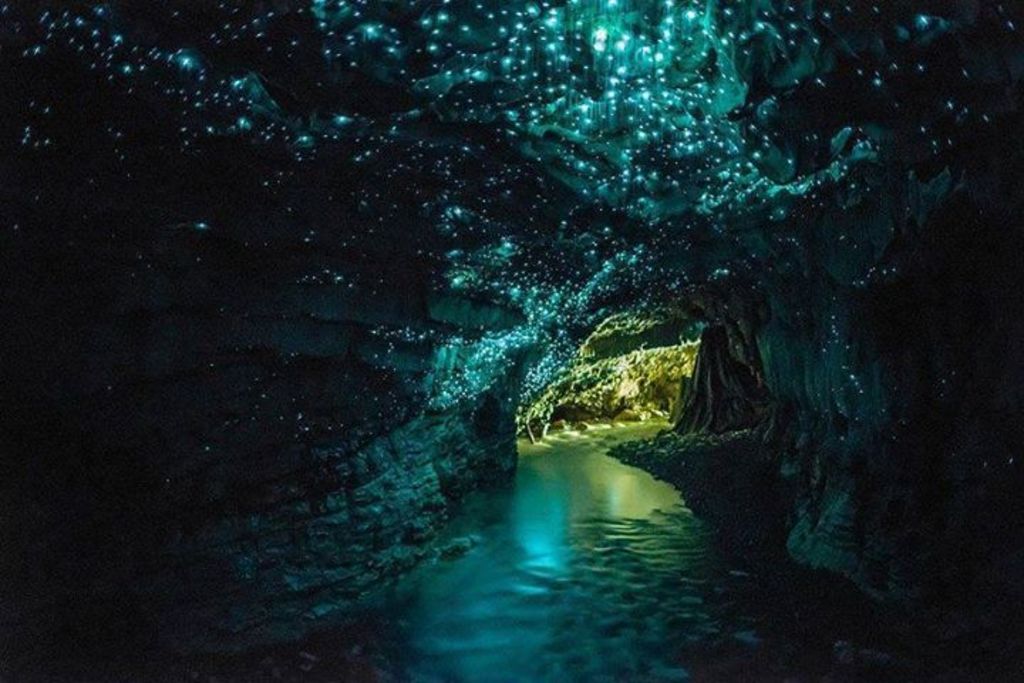 Waitomo Glow Worm Caves, #NewZealand