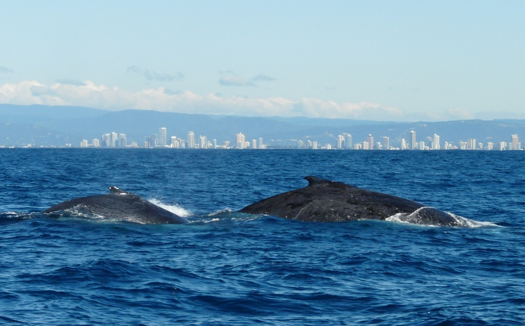 Whale watching gold coast