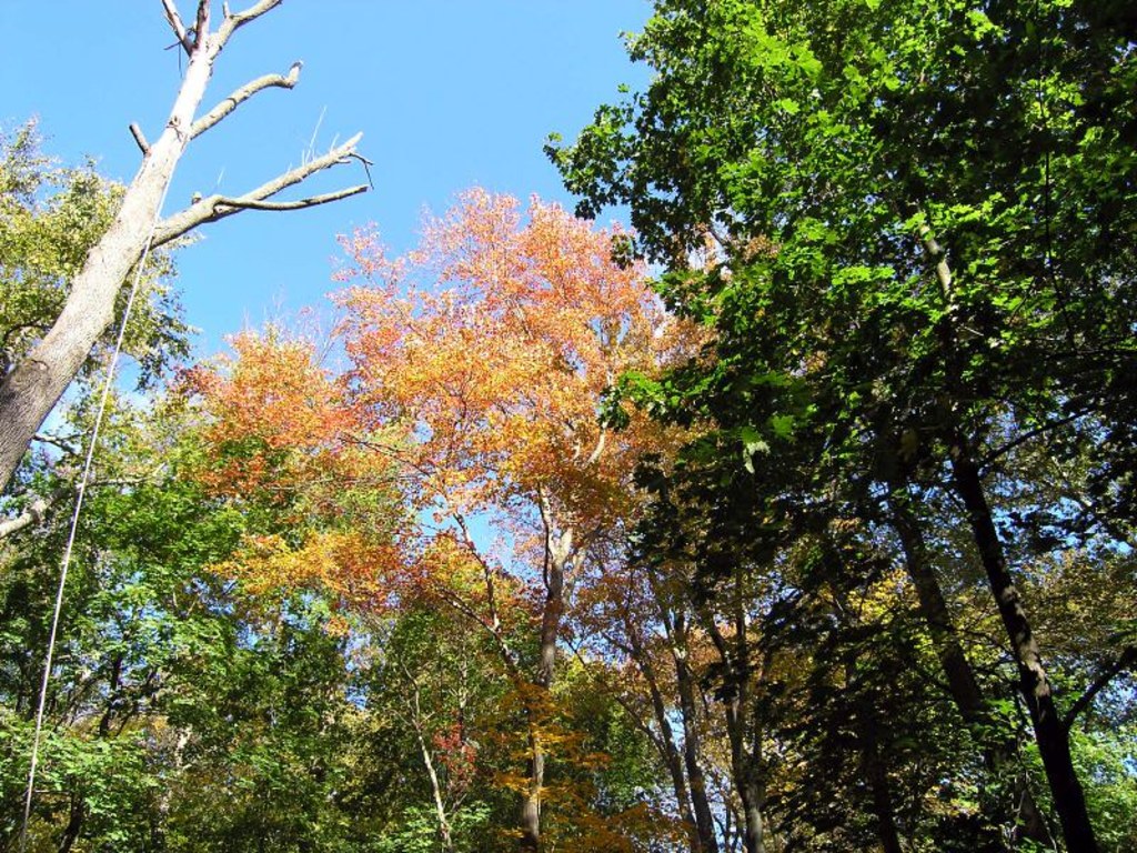 The Bartlett Arboretum