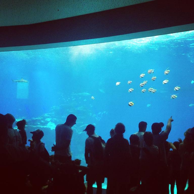 marvel at the rich marine life at eilat's coral world underwater observatory