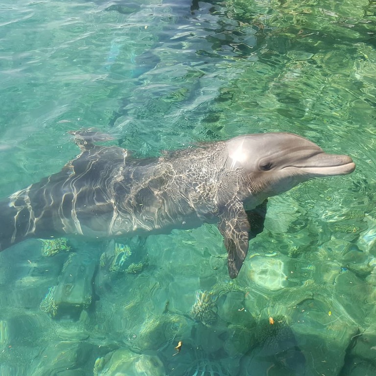 take a splash in dolphin reef
