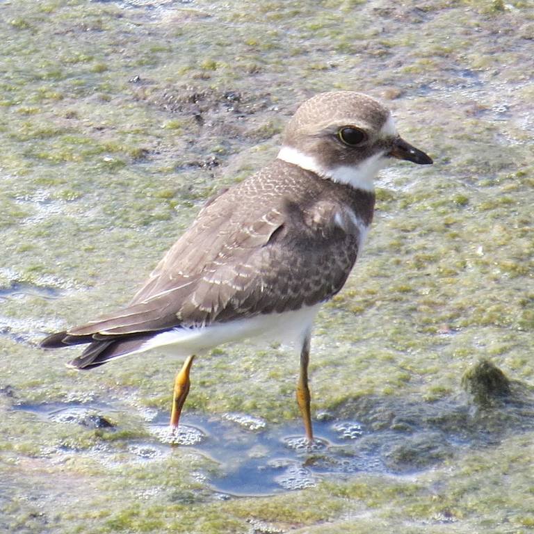 things to do in ocean city n.j | go bird watching at stainton wildlife refuge