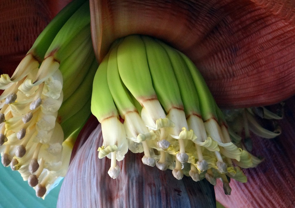 Banana Blossoms