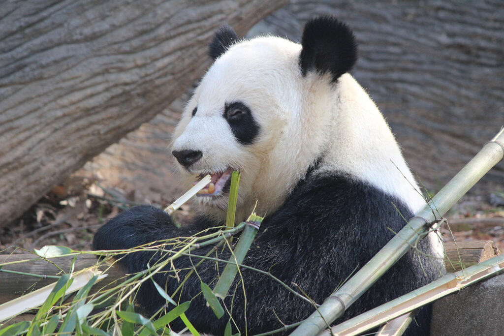 Zoo Atlanta