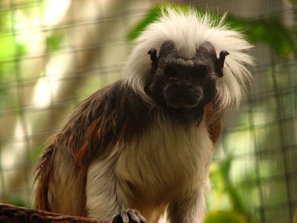 Kristiansand Zoo, Norway