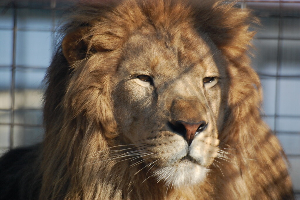 Love the colors of his Lion