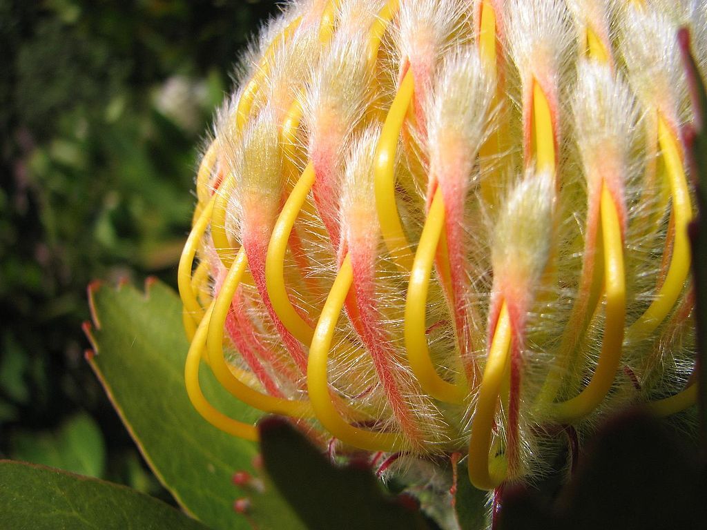 Ucscprotea4