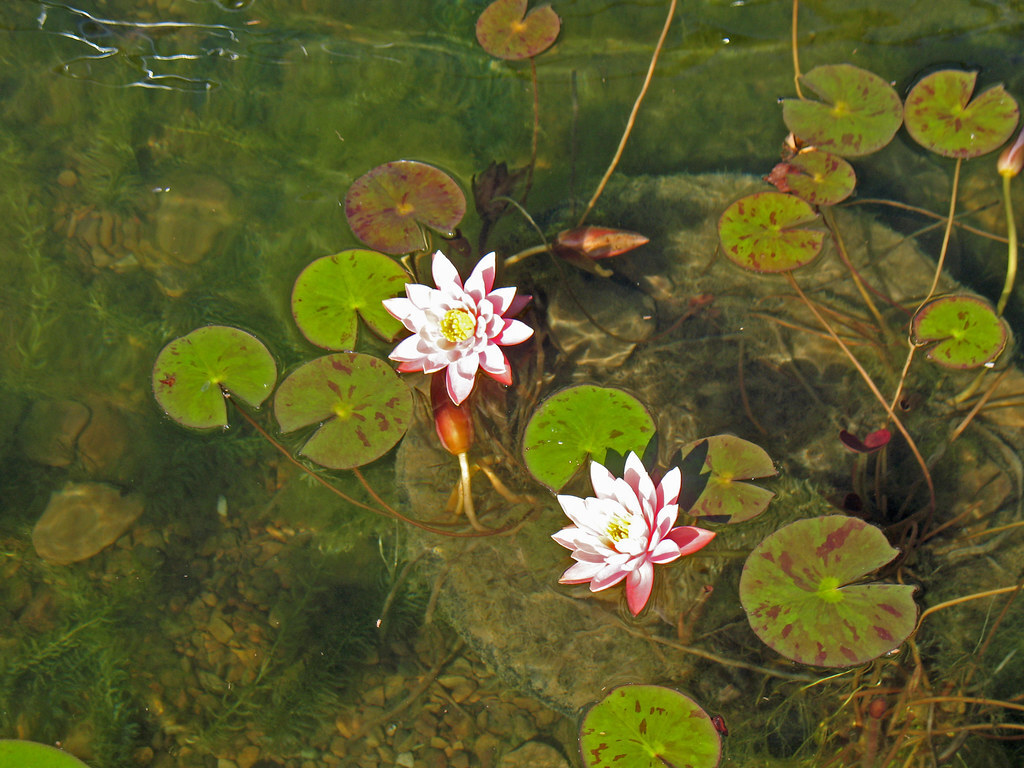 Botanical Garden of the Ozarks
