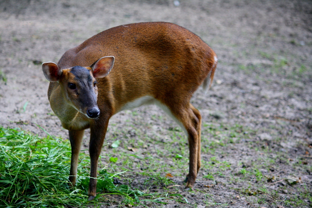 Muntiacus reevesi in ZOO Torun